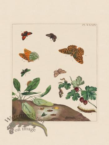 Moses Harris Insects 34